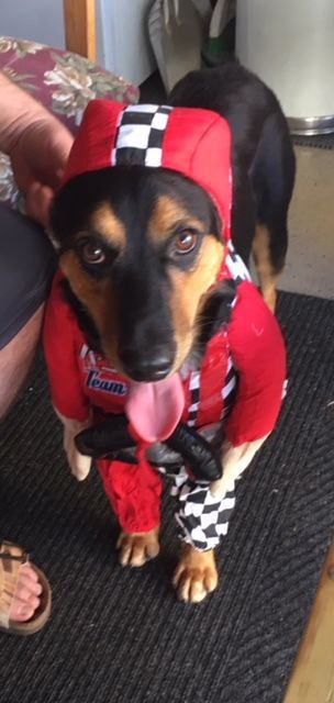 Swagger the racer, submitted by Diana Krause